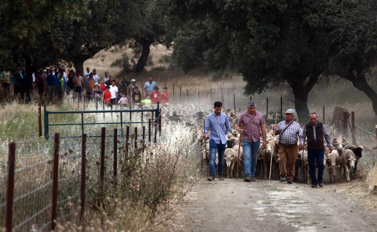 Paseo trashumante de la edición 2022