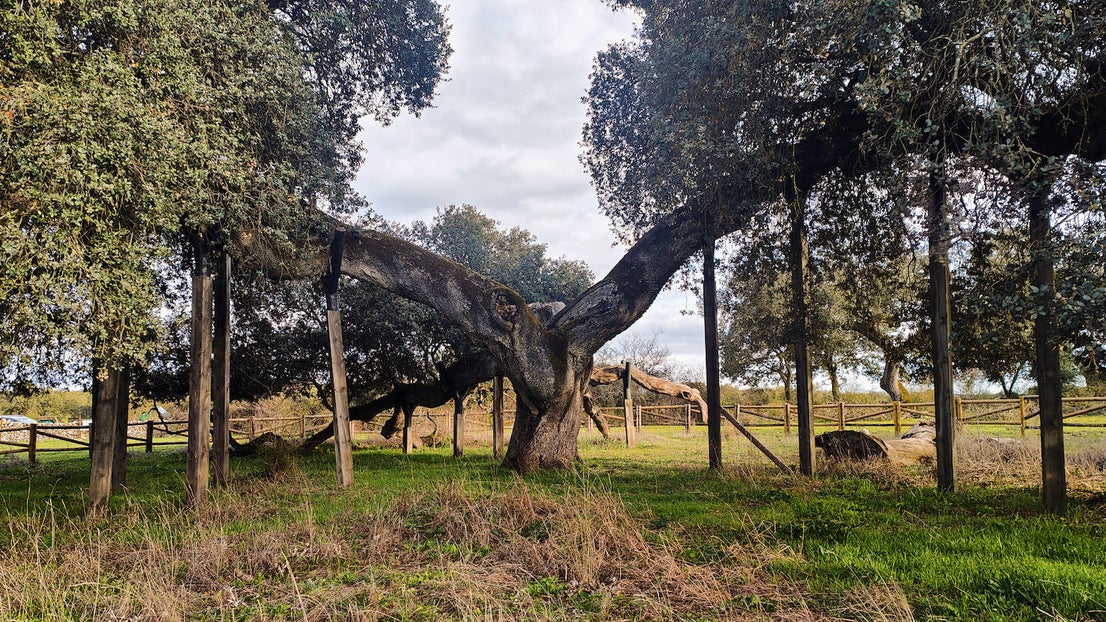 Encima Madre o Encina del Romo