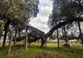 Encima Madre o Encina del Romo
