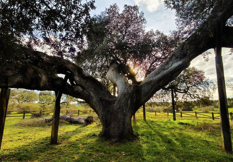 La Encina del Romo, la 'Madre' de todas las encinas