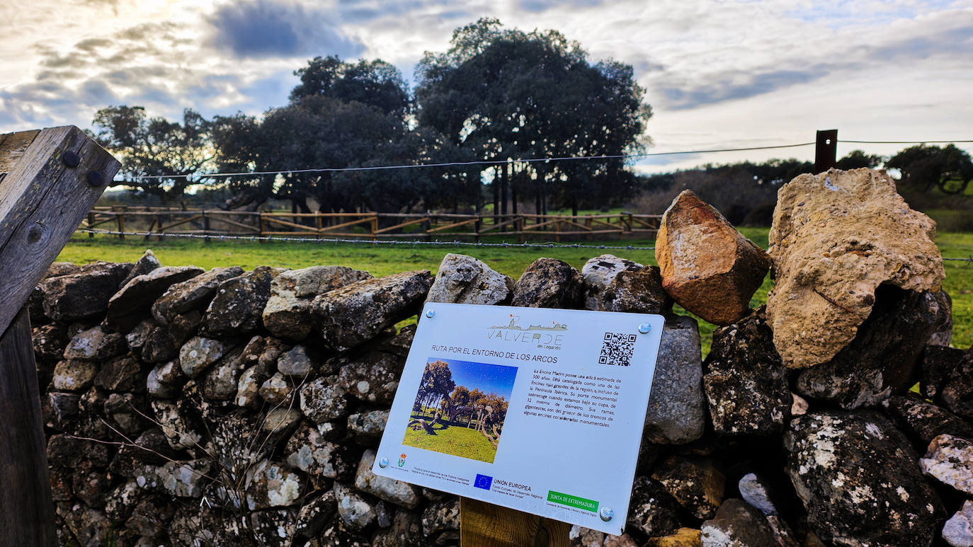 Encima Madre o Encina del Romo