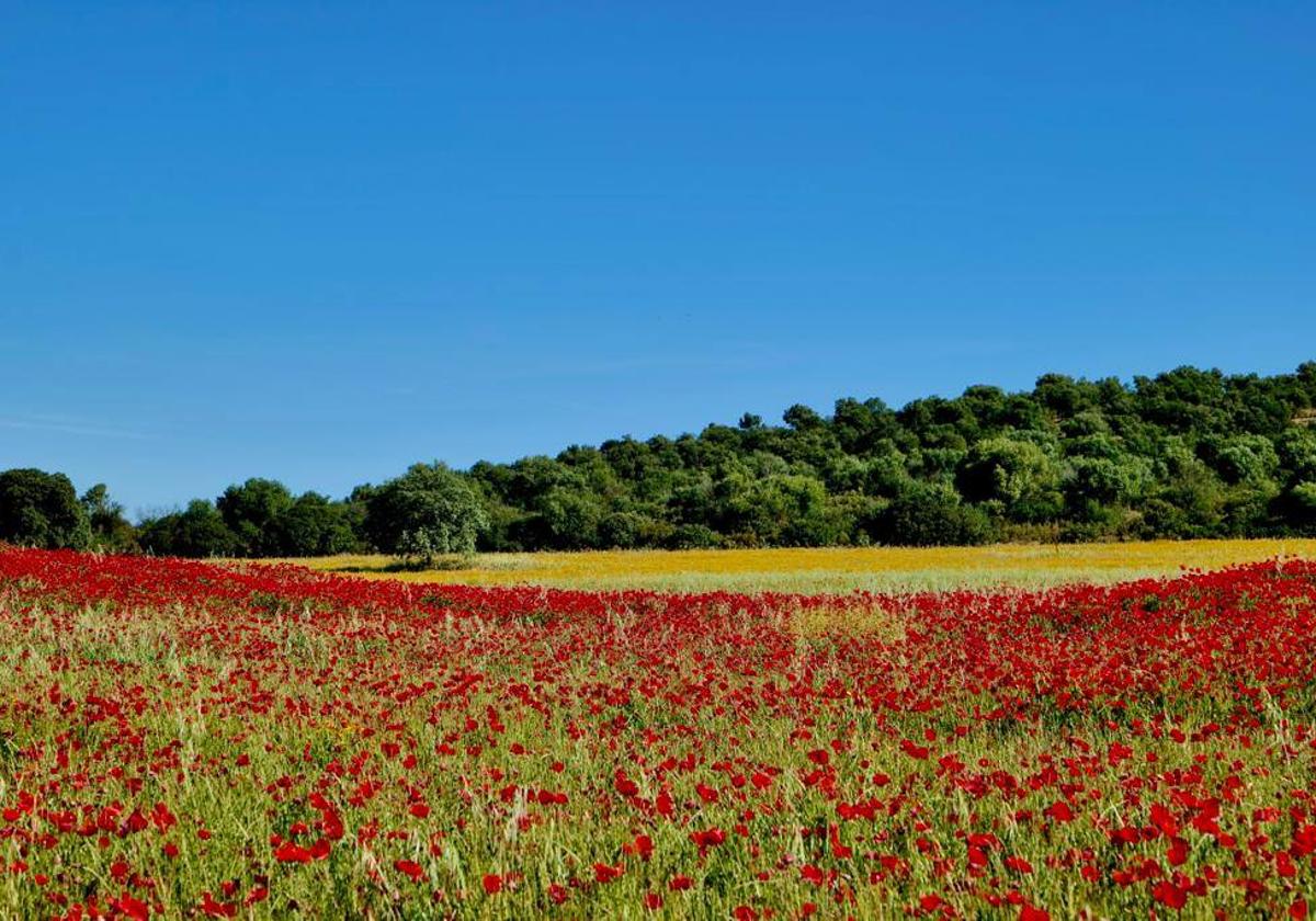 Este domingo hay una nueva ruta en El Rebellao