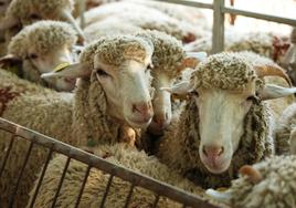 XII Vive la Trashumancia y IV Feria del Queso Artesano (I)