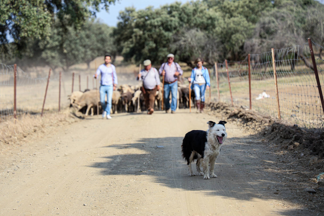 XII Vive la Trashumancia y IV Feria del Queso Artesano (V)
