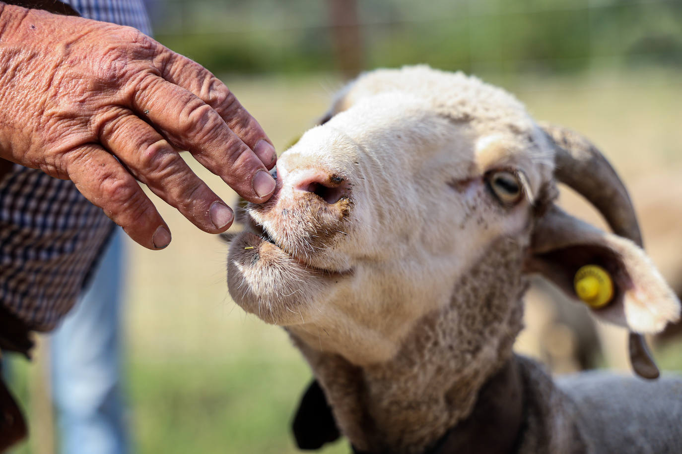 XII Vive la Trashumancia y IV Feria del Queso Artesano (V)