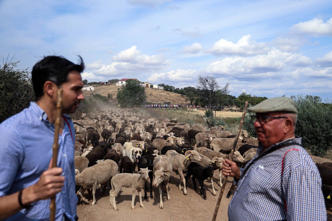 XII Vive la Trashumancia y IV Feria del Queso Artesano (V)
