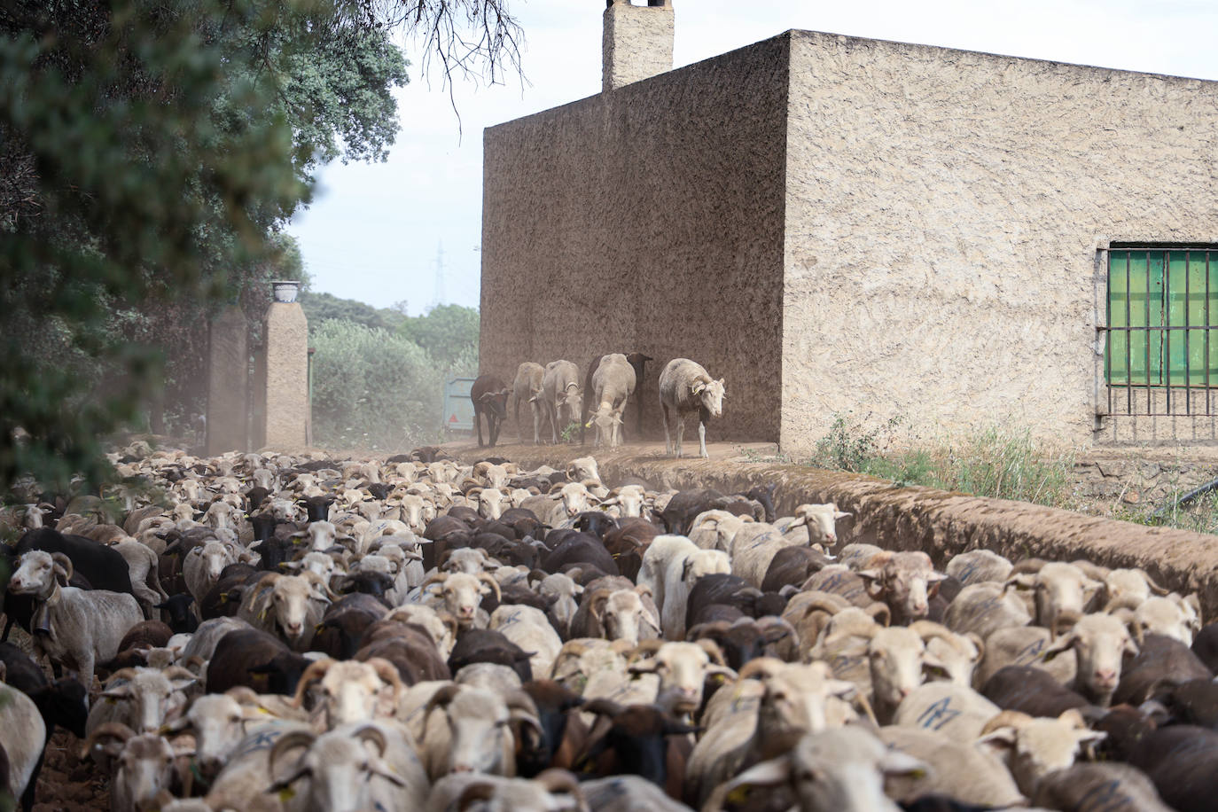 XII Vive la Trashumancia y IV Feria del Queso Artesano (V)