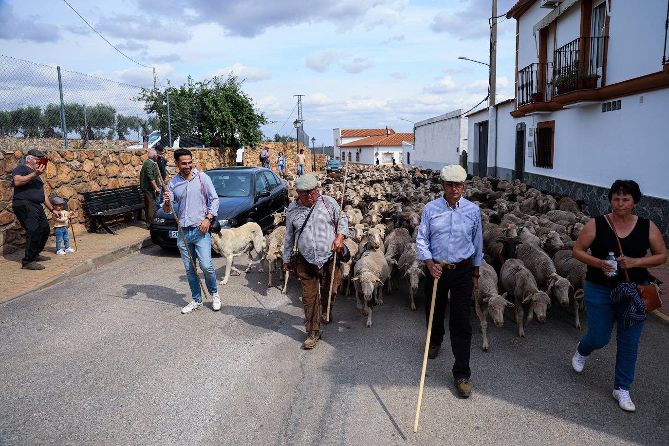 XII Vive la Trashumancia y IV Feria del Queso Artesano (V)