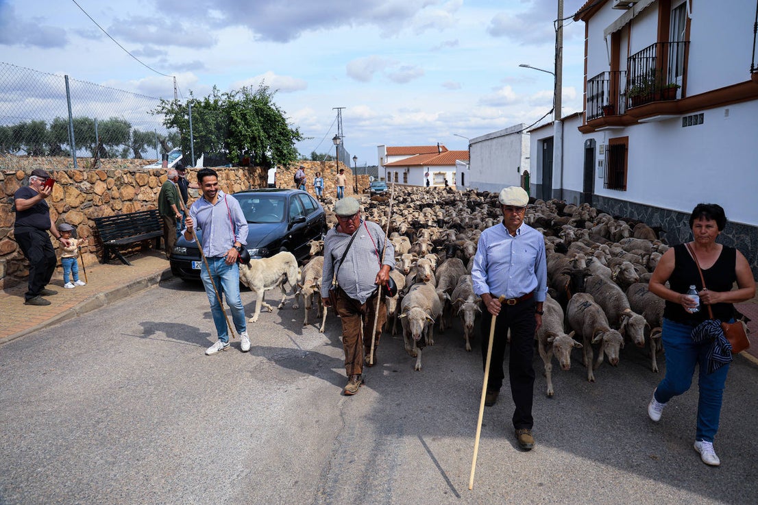 XII Vive la Trashumancia y IV Feria del Queso Artesano (V)