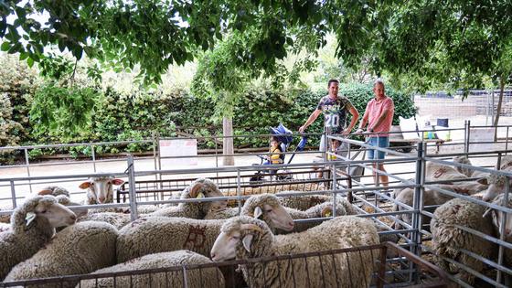 XII Vive la Trashumancia y IV Feria del Queso Artesano (III)