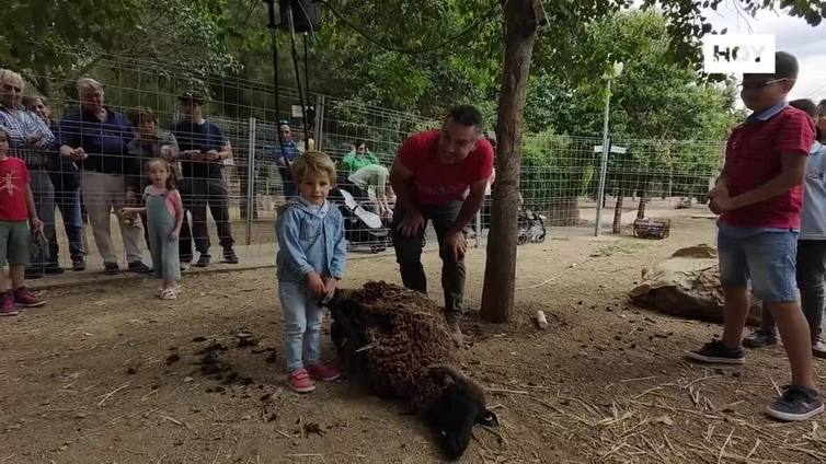 Valverde de Leganés celebra durante el fin de semana, la XII 'Vive la Trashumancia' y la IV 'Feria del Queso Artesano'