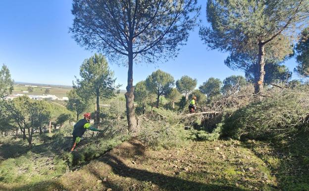 Imagen principal - Trabajos de poda en el Cerro de los Mártires