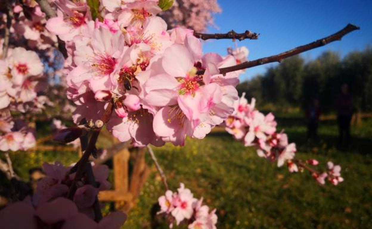 Almendro Real: Se aproxima la floración del Almendro Real