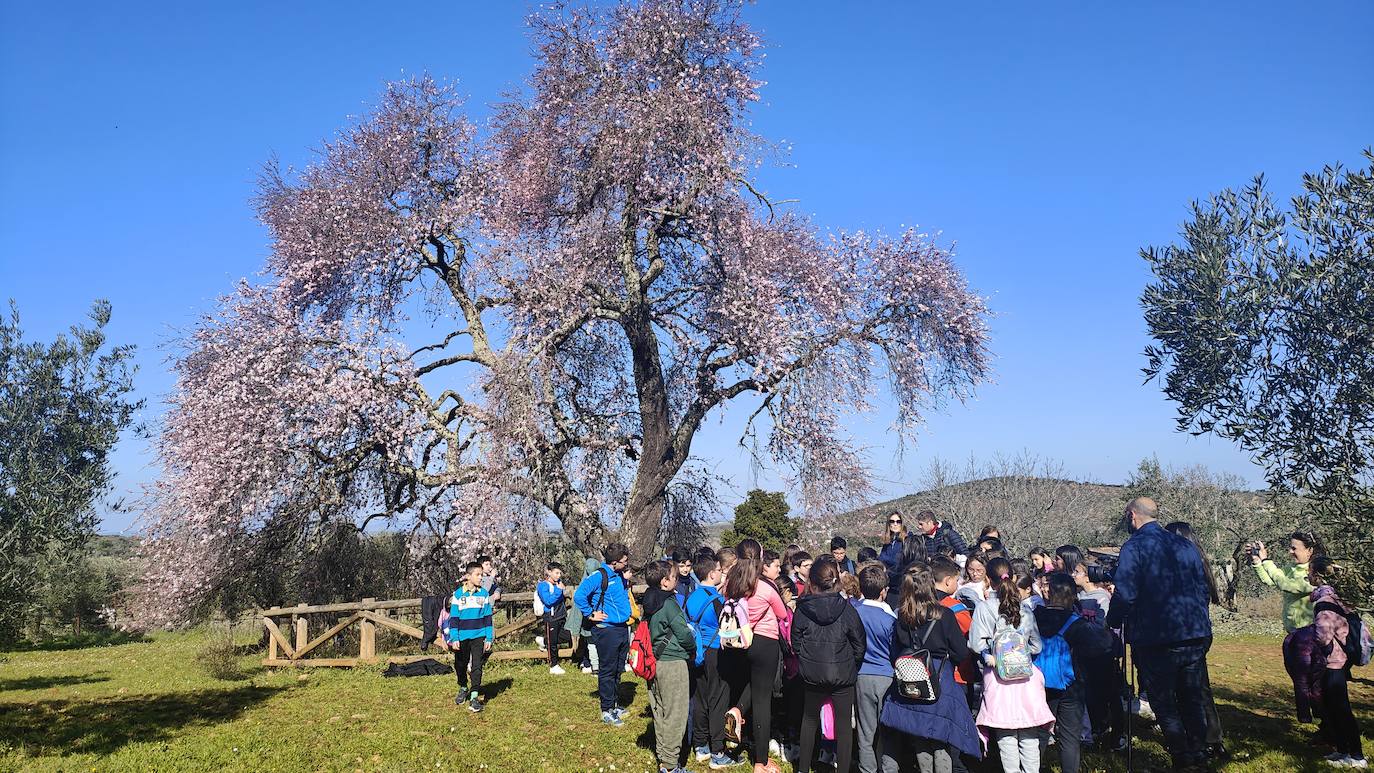 Fotos: Almendro Real (I)