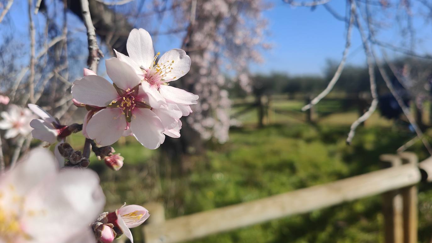 Fotos: Almendro Real (I)