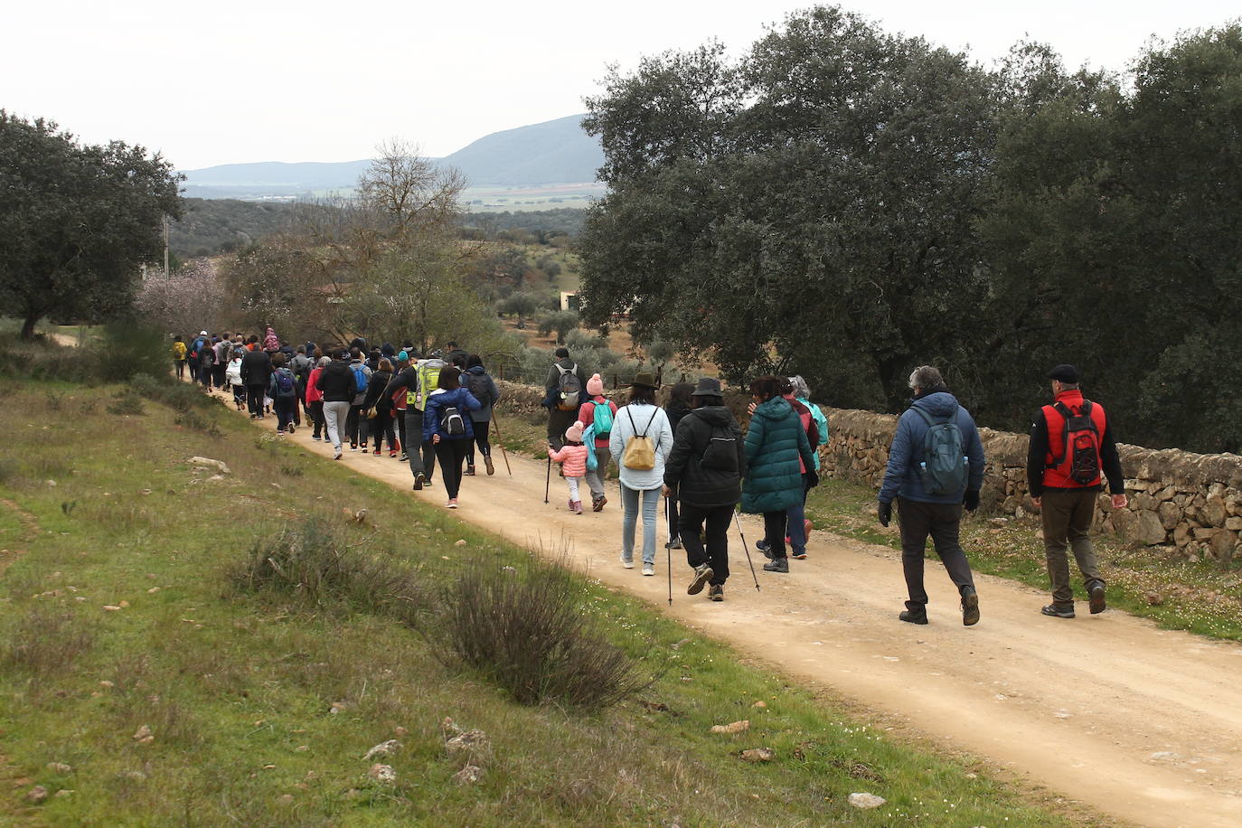 Fotos: Almendro Real (II)