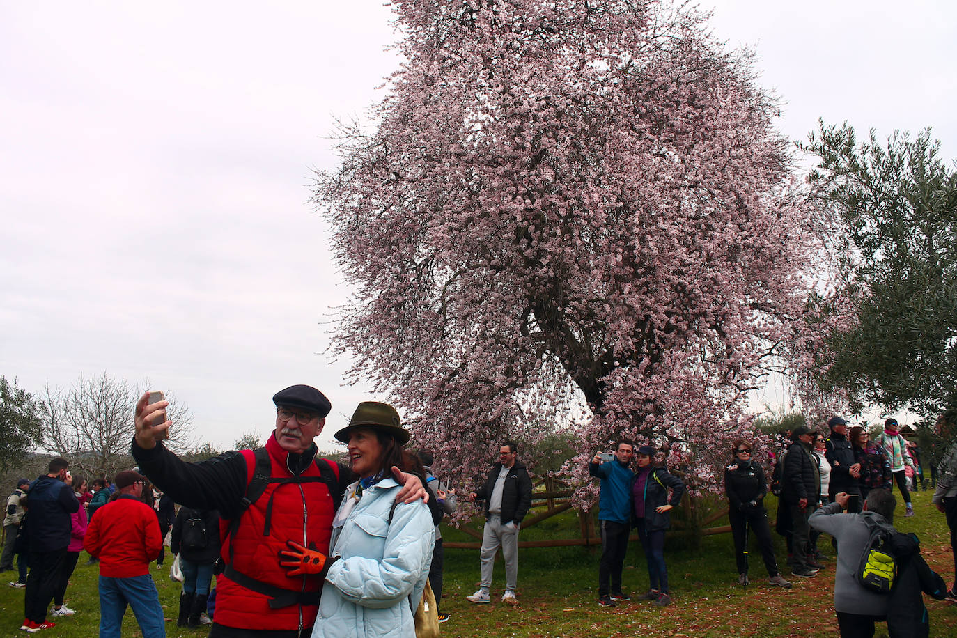 Fotos: Almendro Real (II)