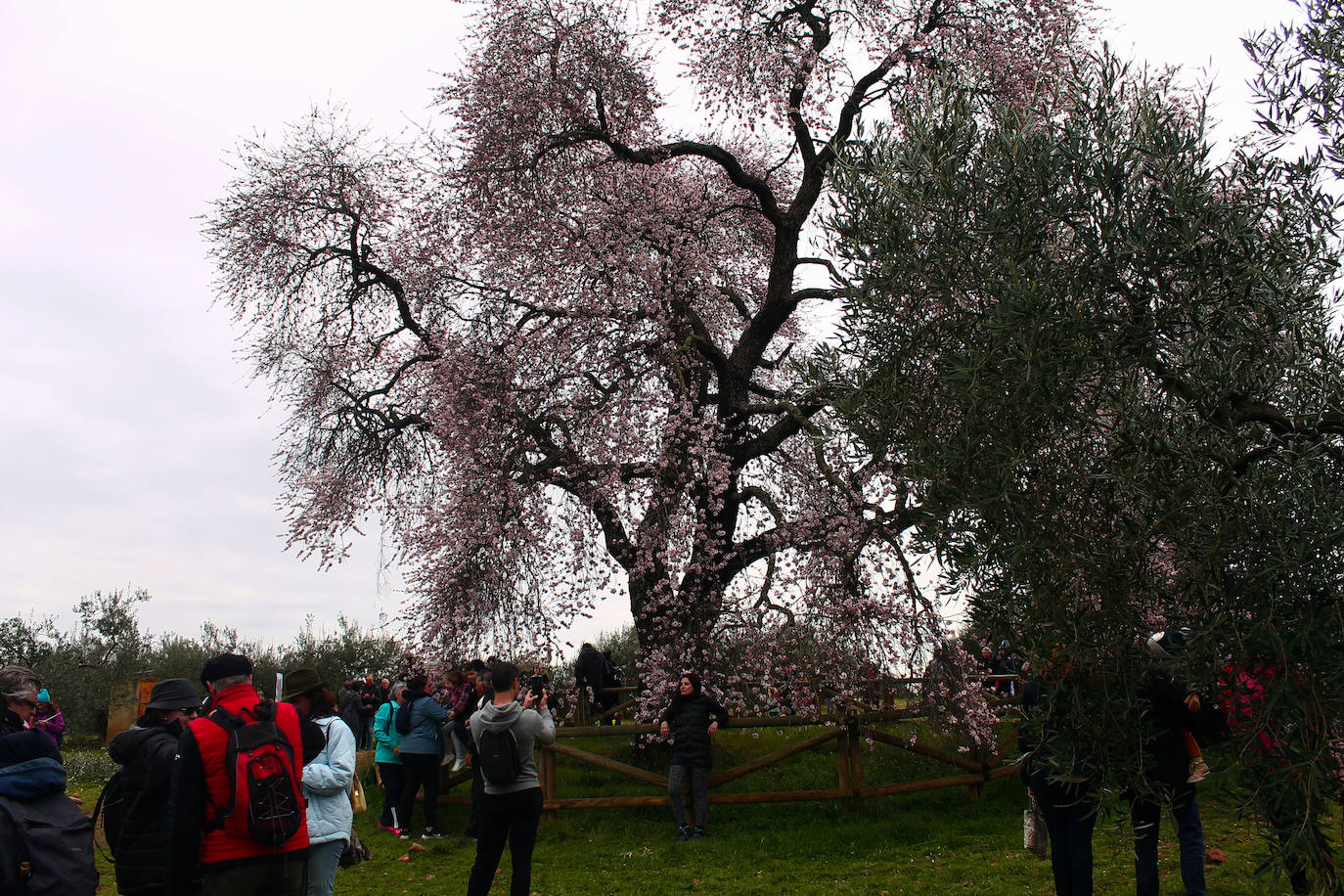Fotos: Almendro Real (II)