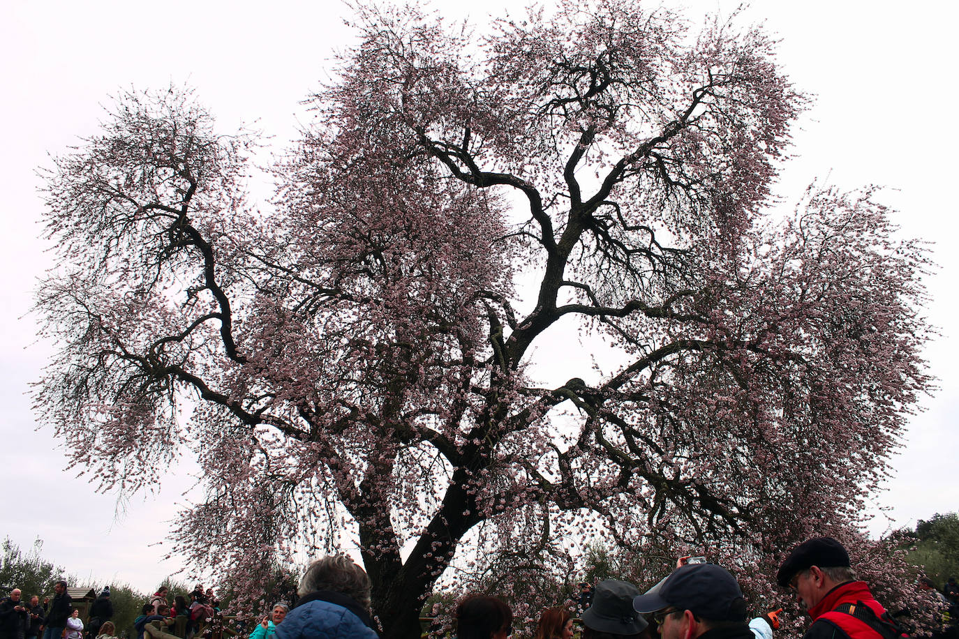 Fotos: Almendro Real (II)