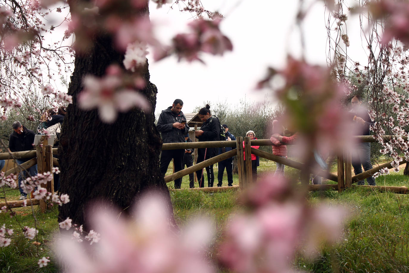 Fotos: Almendro Real (II)