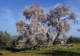 Estado actual del Almendro Real