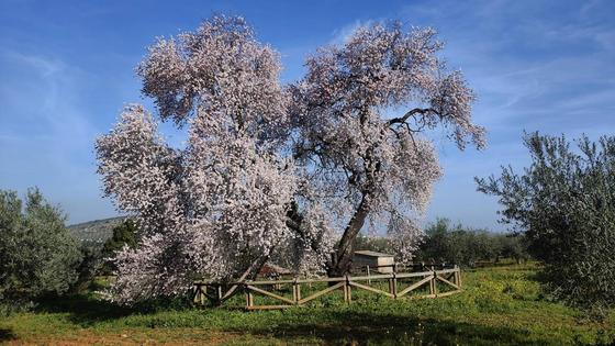 El Almendro Real ya ha iniciado su floración