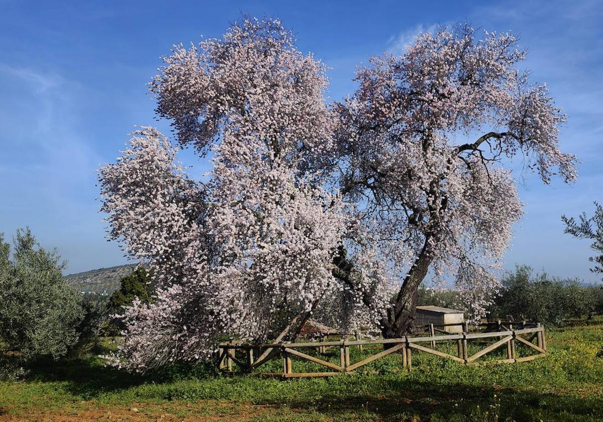 El Almendro Real ya ha iniciado su floración