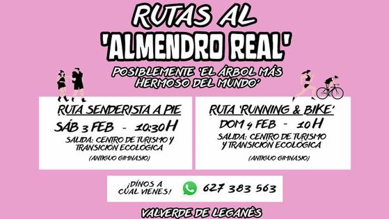 Organizadas las primeras rutas para visitar el Almendro Real