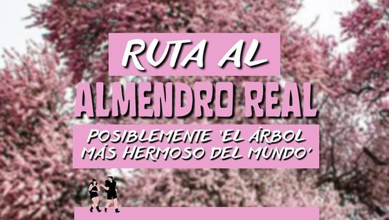 Organizada una nueva ruta para ver el Almendro Real