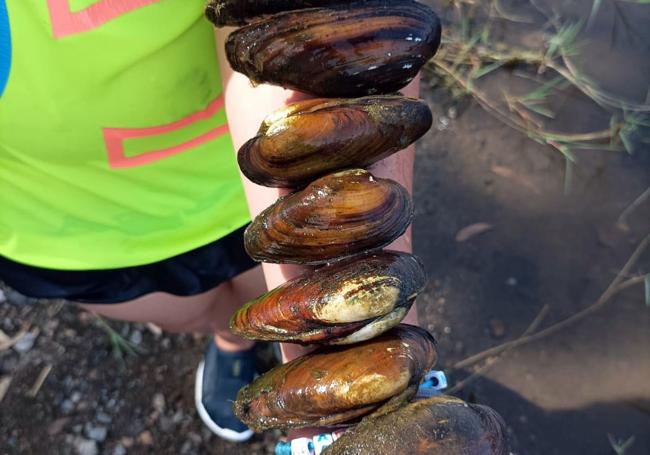 Ejemplares de los 'mejillones'