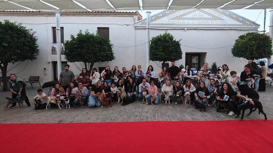 La asociación Amaval celebra su quinto desfile de animales