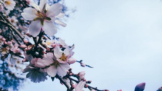 Inicio de la floración del Almendro Real