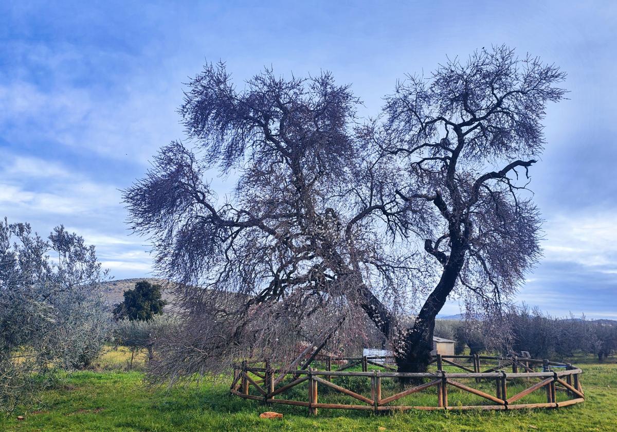 Almendro Real en el inicio de su floración