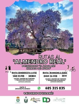 Organizadas las primeras visitas al Almendro Real