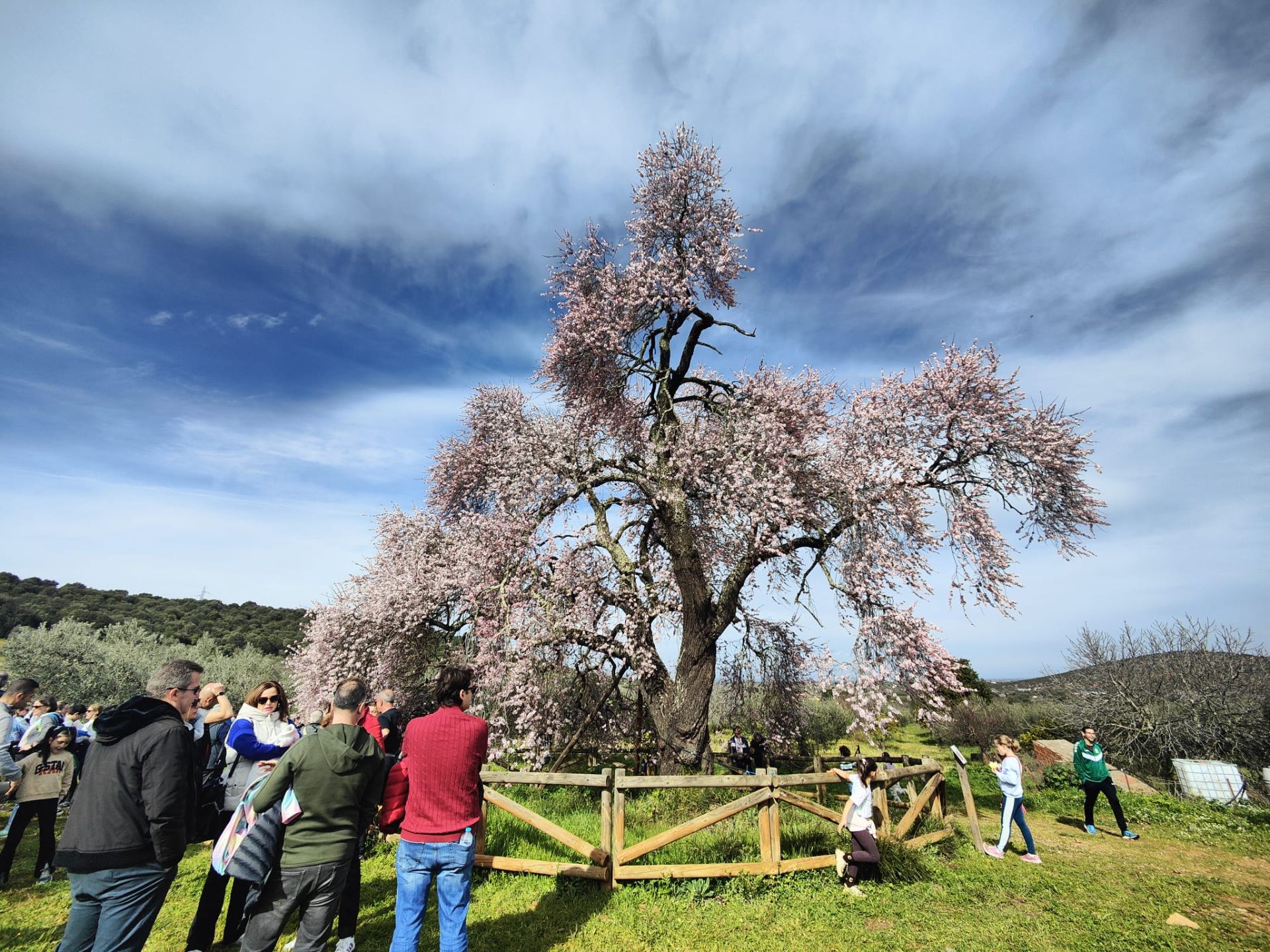 Ruta al Almendro Real