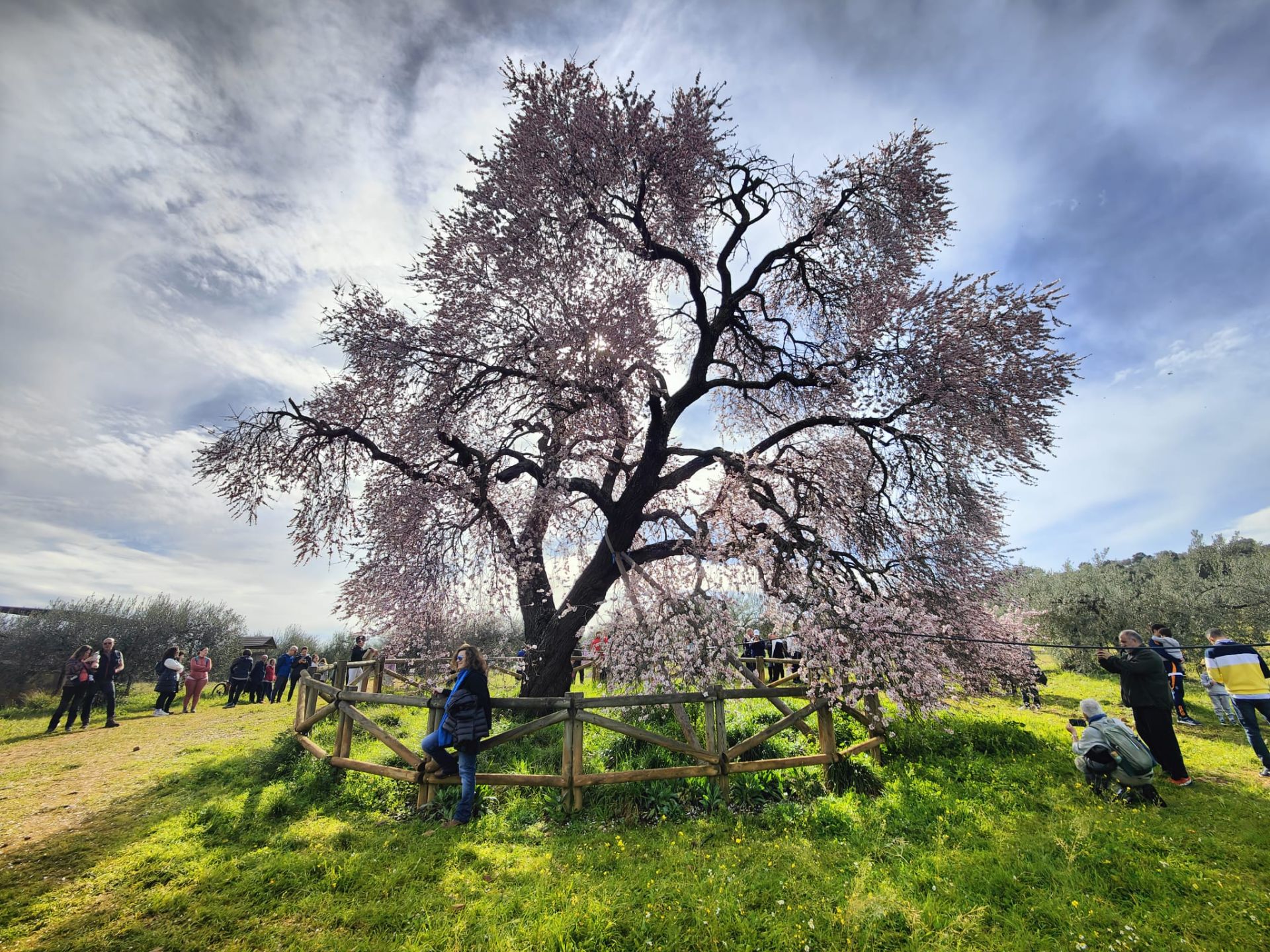 Ruta al Almendro Real