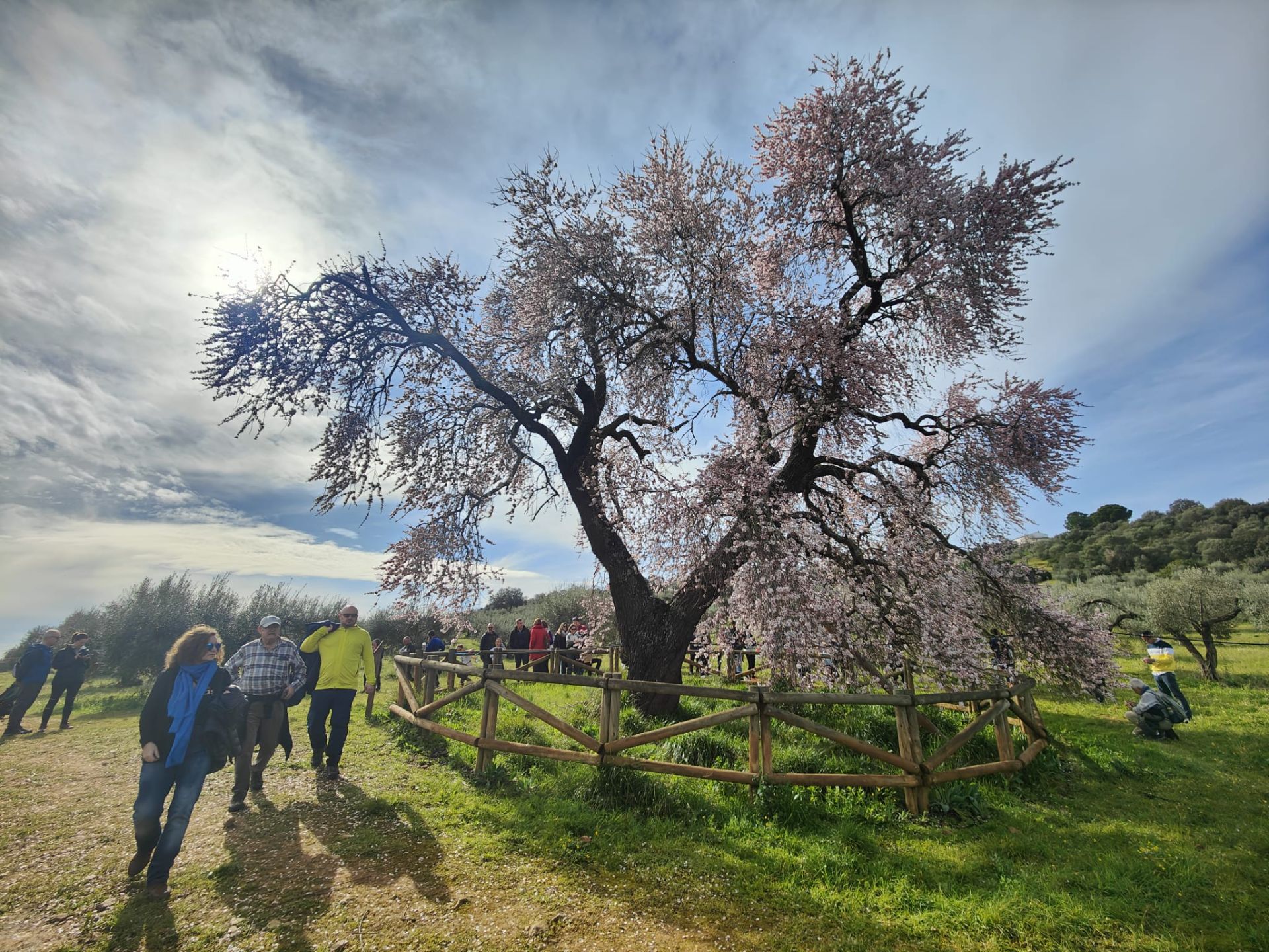 Ruta al Almendro Real