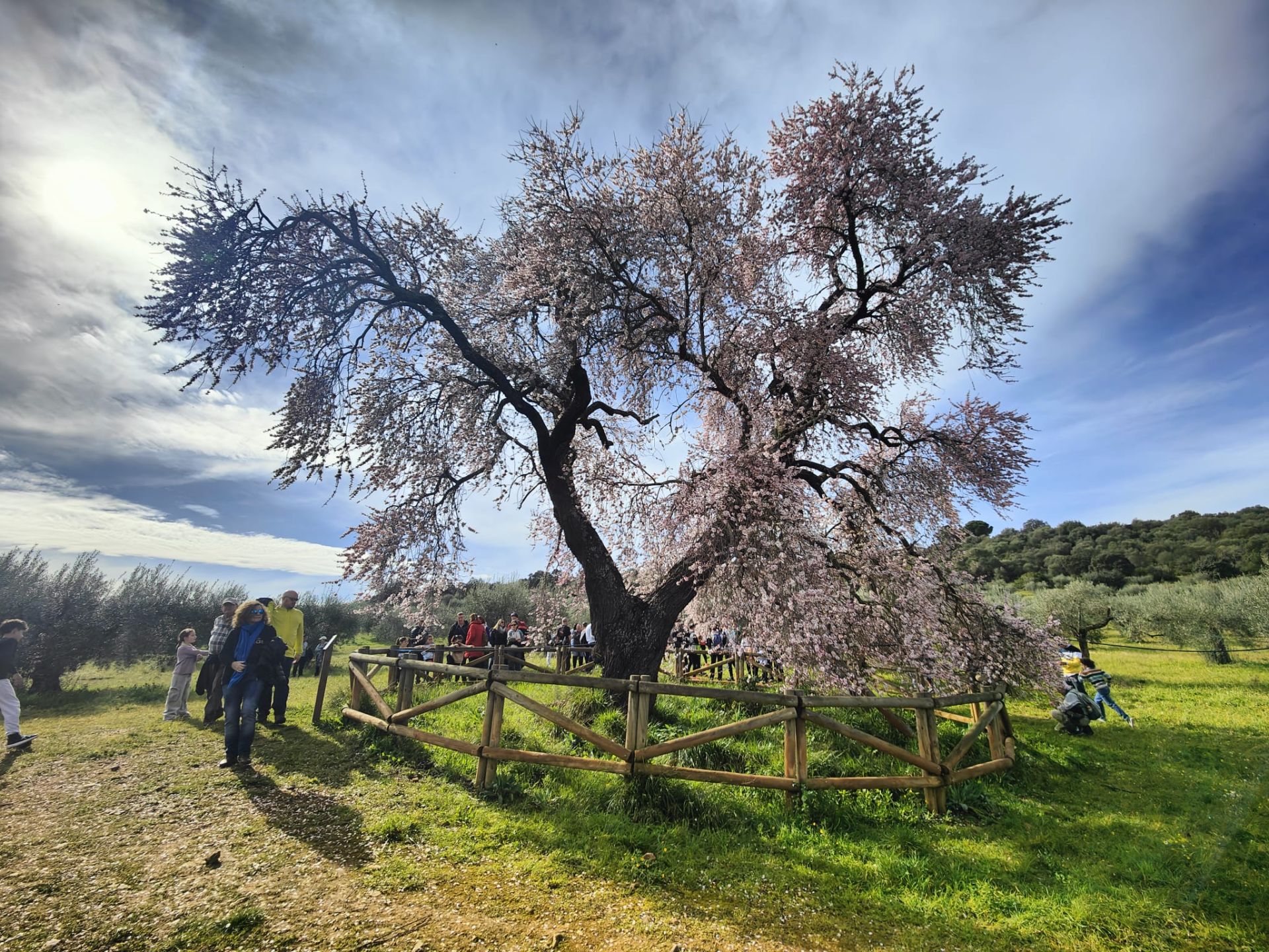 Ruta al Almendro Real