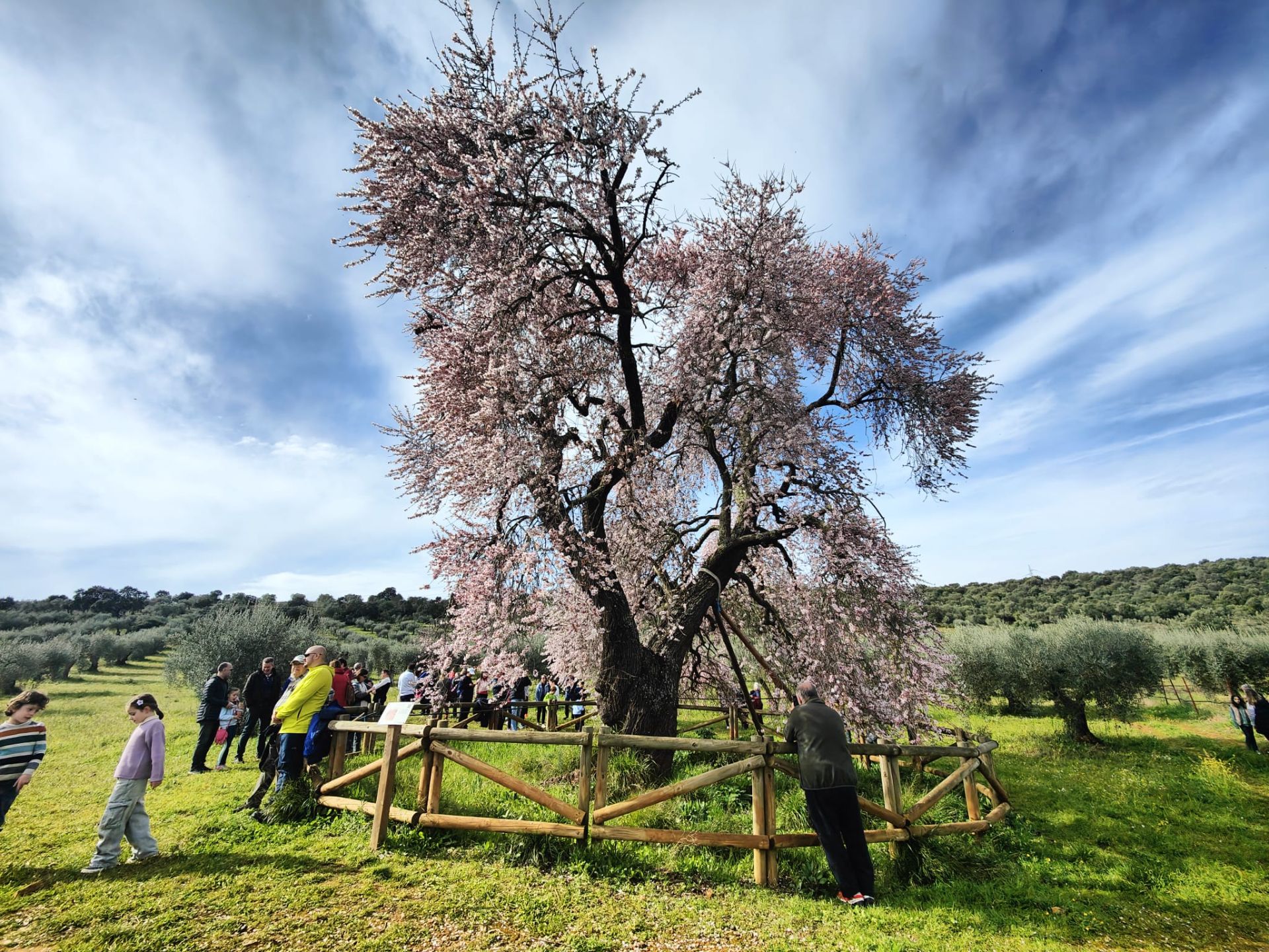 Ruta al Almendro Real