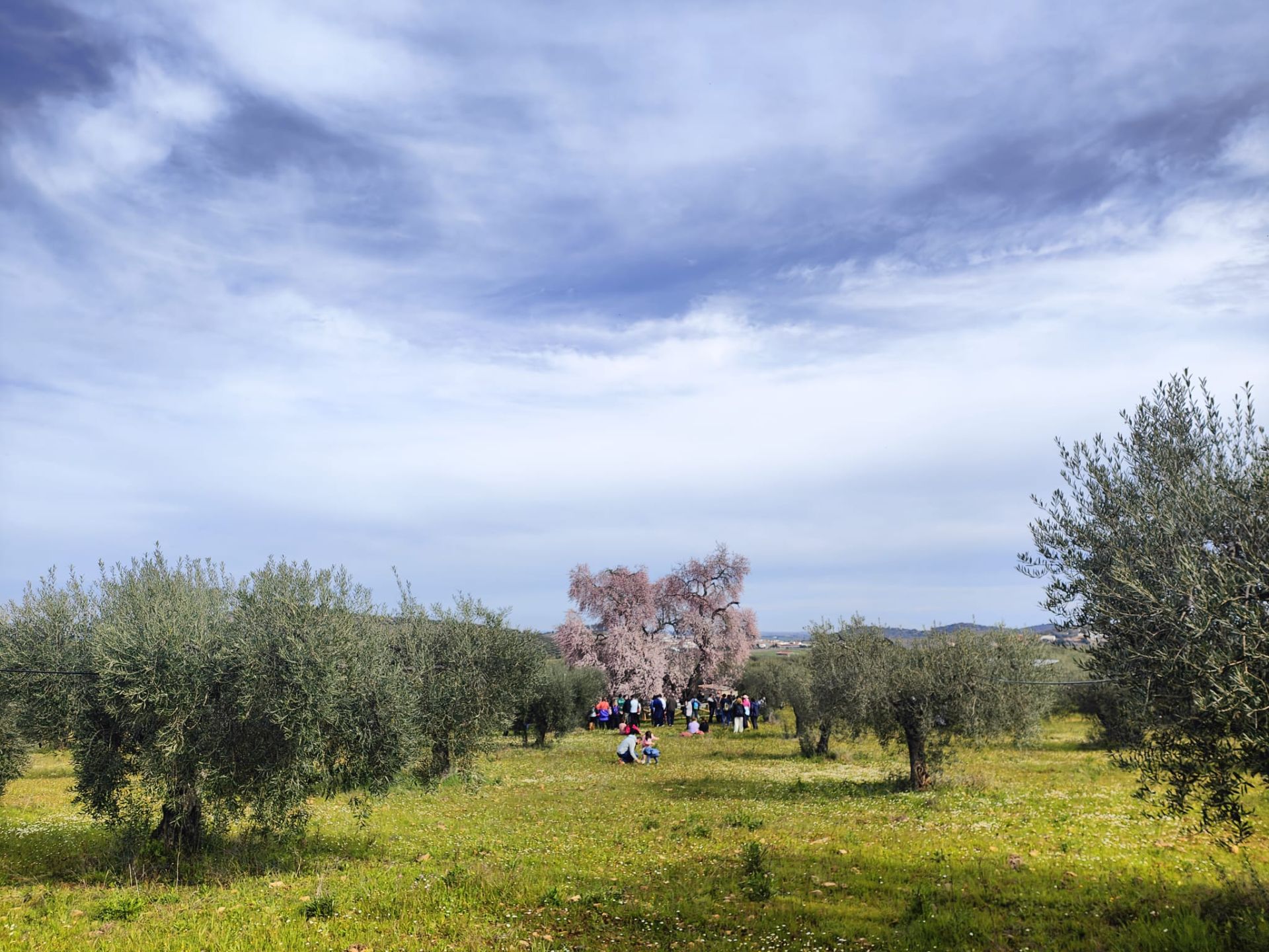 Ruta al Almendro Real