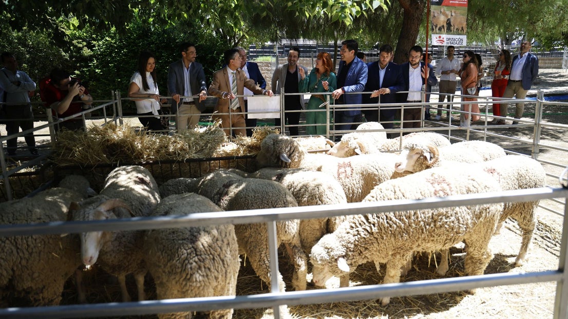 'Vive la Trashumancia' y 'Feria del Queso Artesano' (II)