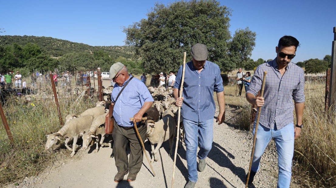 'Vive la Trashumancia' y 'Feria del Queso Artesano' (IV)