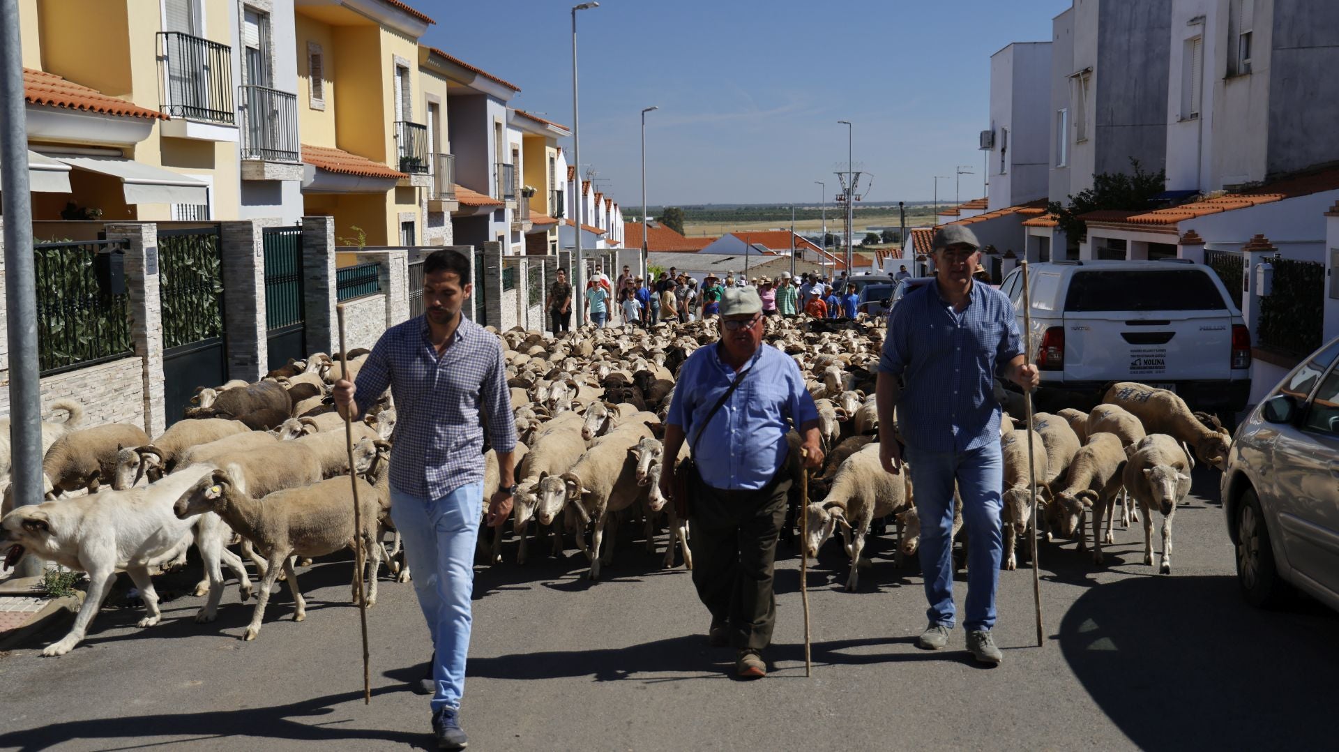 'Vive la Trashumancia' y 'Feria del Queso Artesano' (IV)