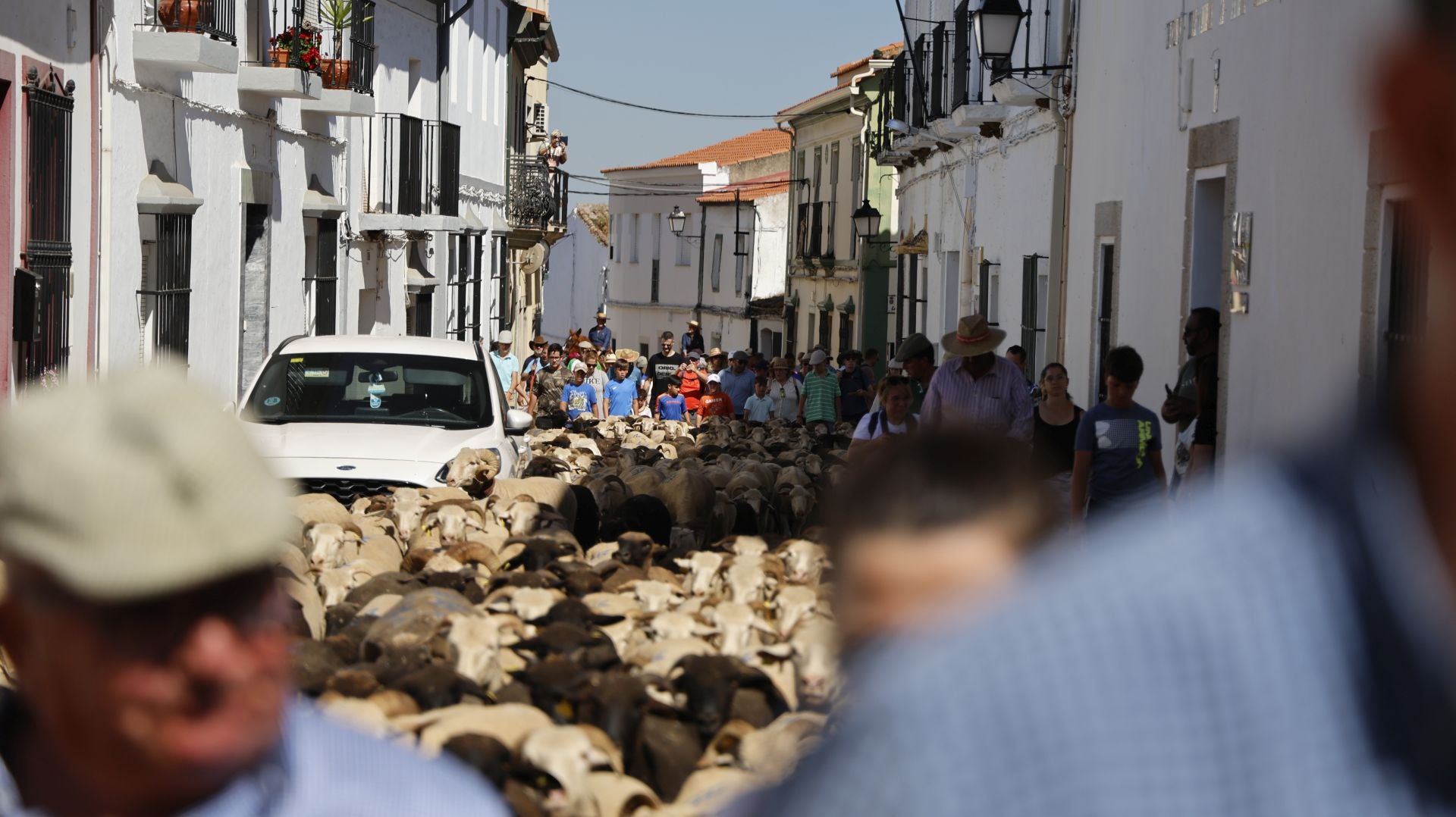 &#039;Vive la Trashumancia&#039; y &#039;Feria del Queso Artesano&#039; (IV)