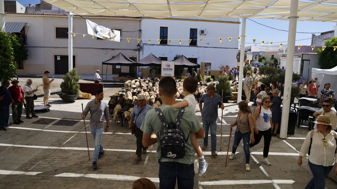 'Vive la Trashumancia' y 'Feria del Queso Artesano' (IV)