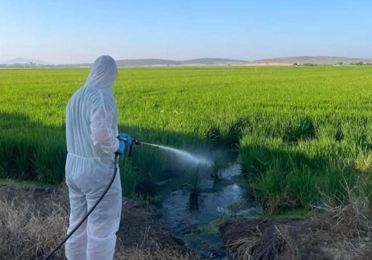 Fumigación en las Vegas Altas, una de las zonas más afectadas por el virus del Nilo cada año