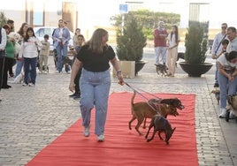 Desfile canino del año pasado