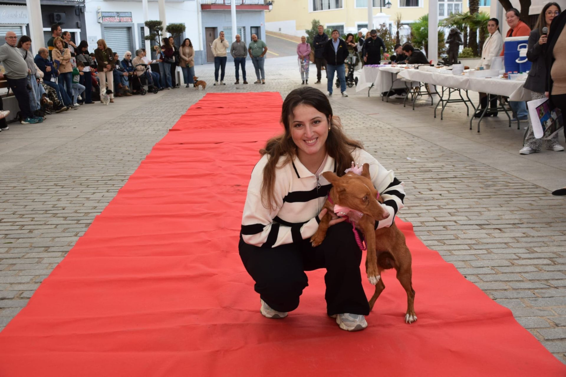 VI Desfile Canino Amaval