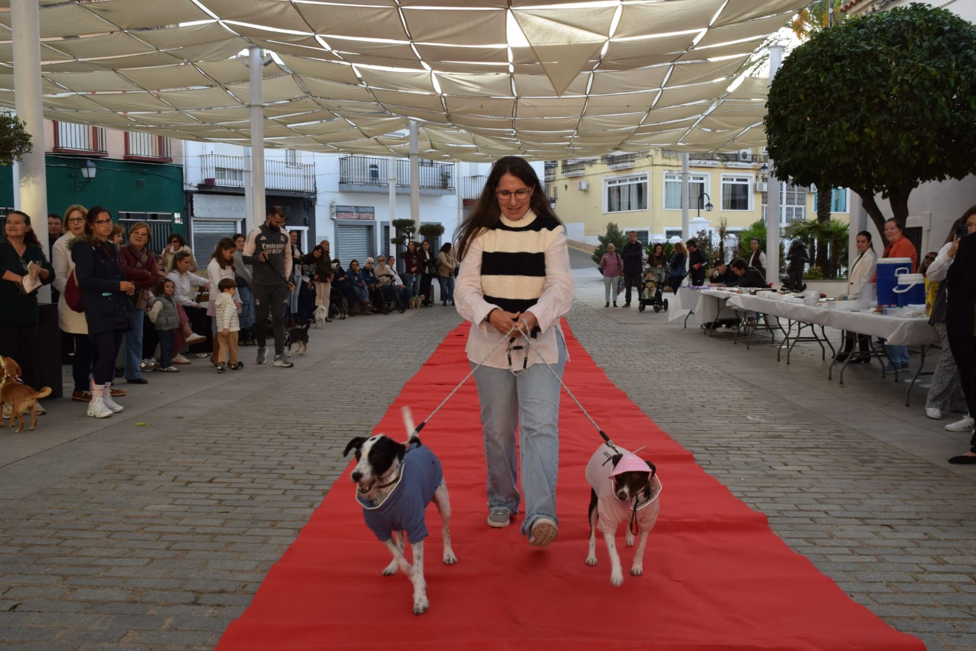 VI Desfile Canino Amaval