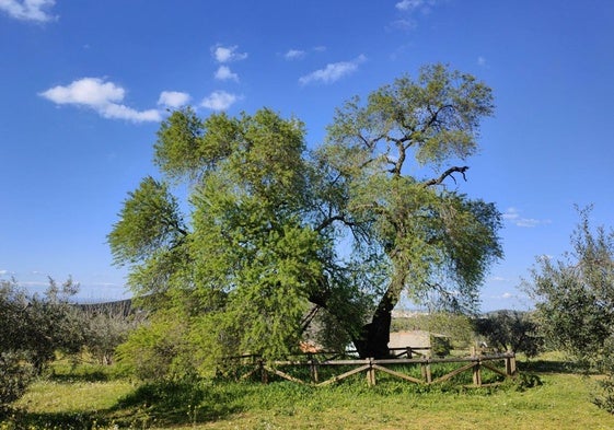 Imagen del Almendro Real